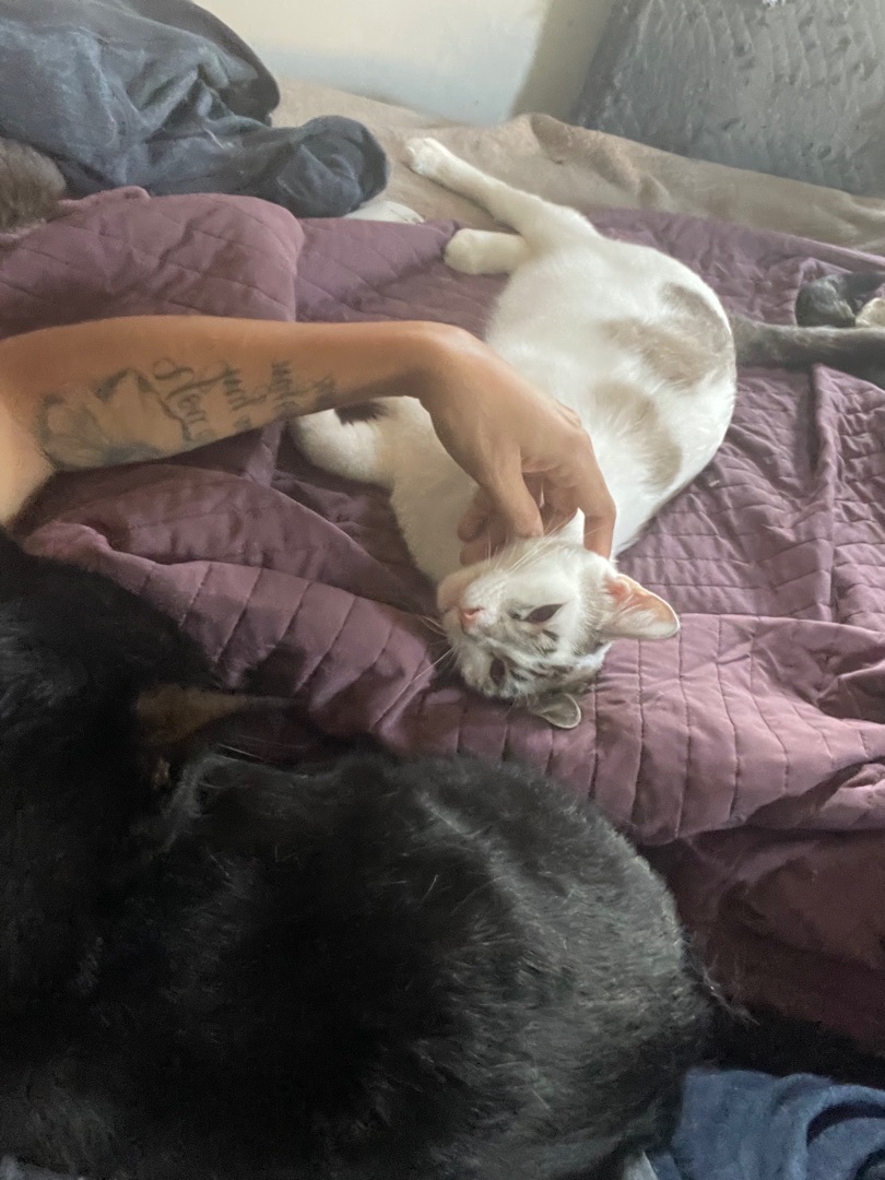 Diego , a Adoptable mixed breed in Bell Gardens, CA image 1/4