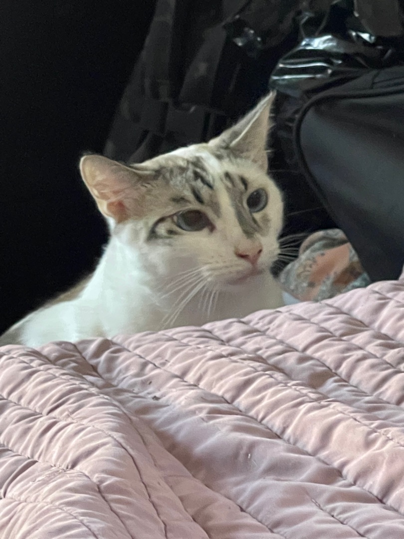 Diego , Adoptable, Adult Male Siamese & Tabby.