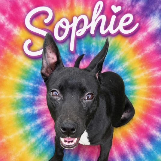 Enlarge Sophie, a Adoptable American Staffordshire Terrier in Mooresville, IN image 3/5