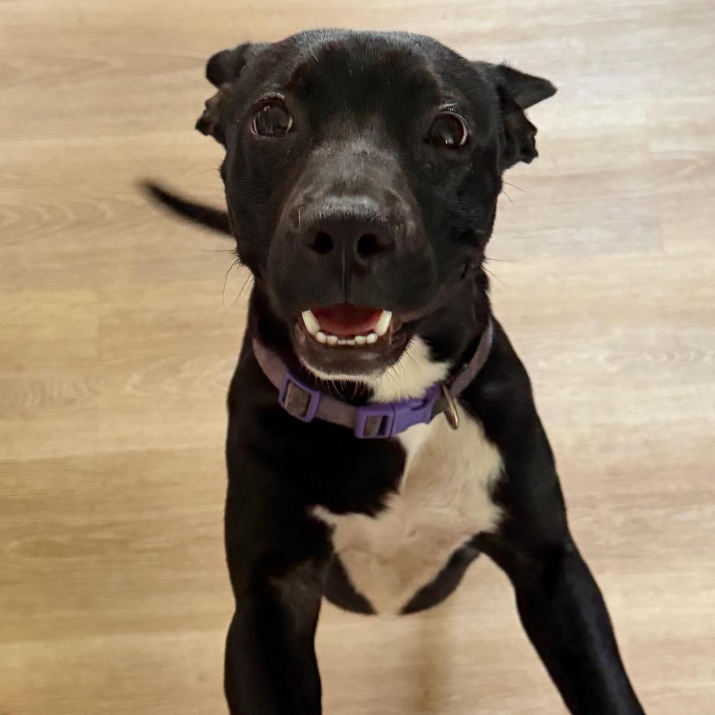 Enlarge Sophie, a Adoptable American Staffordshire Terrier in Mooresville, IN image 4/5