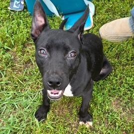 Enlarge Sophie, a Adoptable American Staffordshire Terrier in Mooresville, IN image 5/5