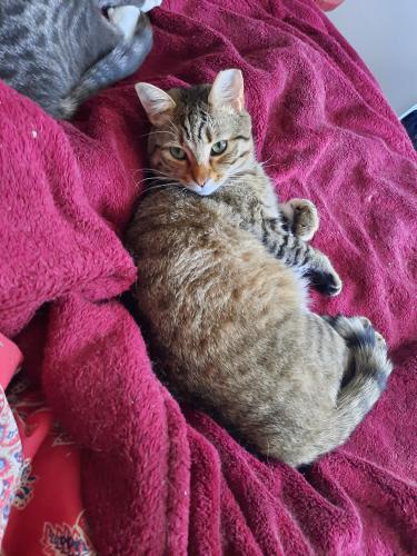 Pappardelle, Adoptable, Adult Male Domestic Short Hair.