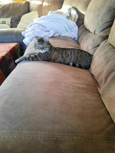 Enlarge Pappardelle, a Adoptable Domestic Short Hair in Webster, MA image 2/3