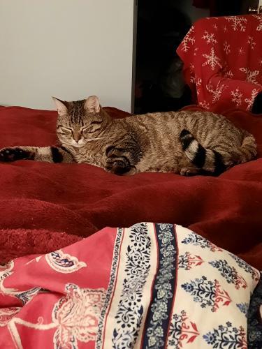Enlarge Pappardelle, a Adoptable Domestic Short Hair in Webster, MA image 3/3
