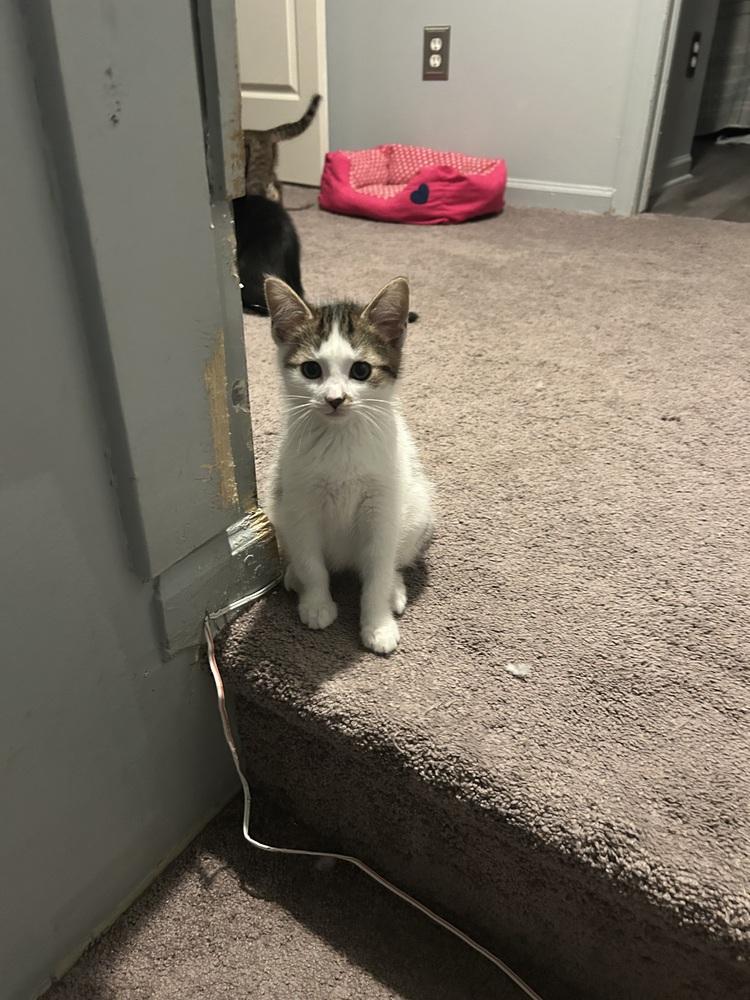 White out (yellow), Adoptable, Kitten Male Domestic Short Hair.