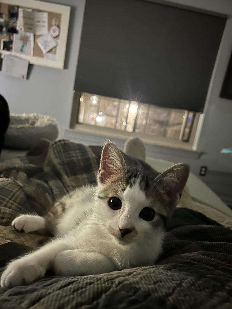 Enlarge White out (yellow), a Adoptable Domestic Short Hair in Clinton Township, MI image 2/6