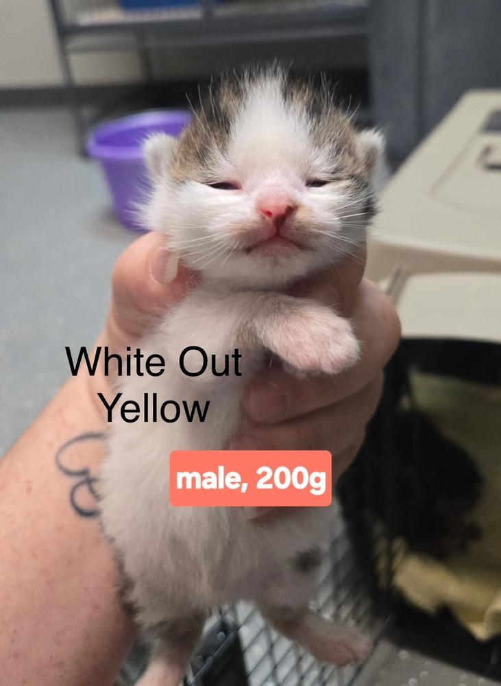 Enlarge White out (yellow), a Adoptable Domestic Short Hair in Clinton Township, MI image 3/6