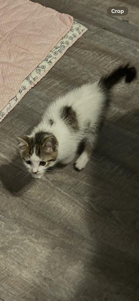 Enlarge White out (yellow), a Adoptable Domestic Short Hair in Clinton Township, MI image 4/6