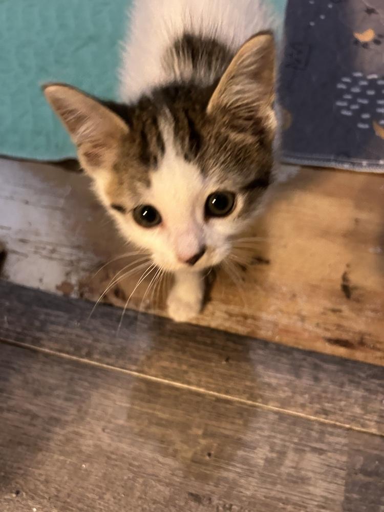 Enlarge White out (yellow), a Adoptable Domestic Short Hair in Clinton Township, MI image 6/6