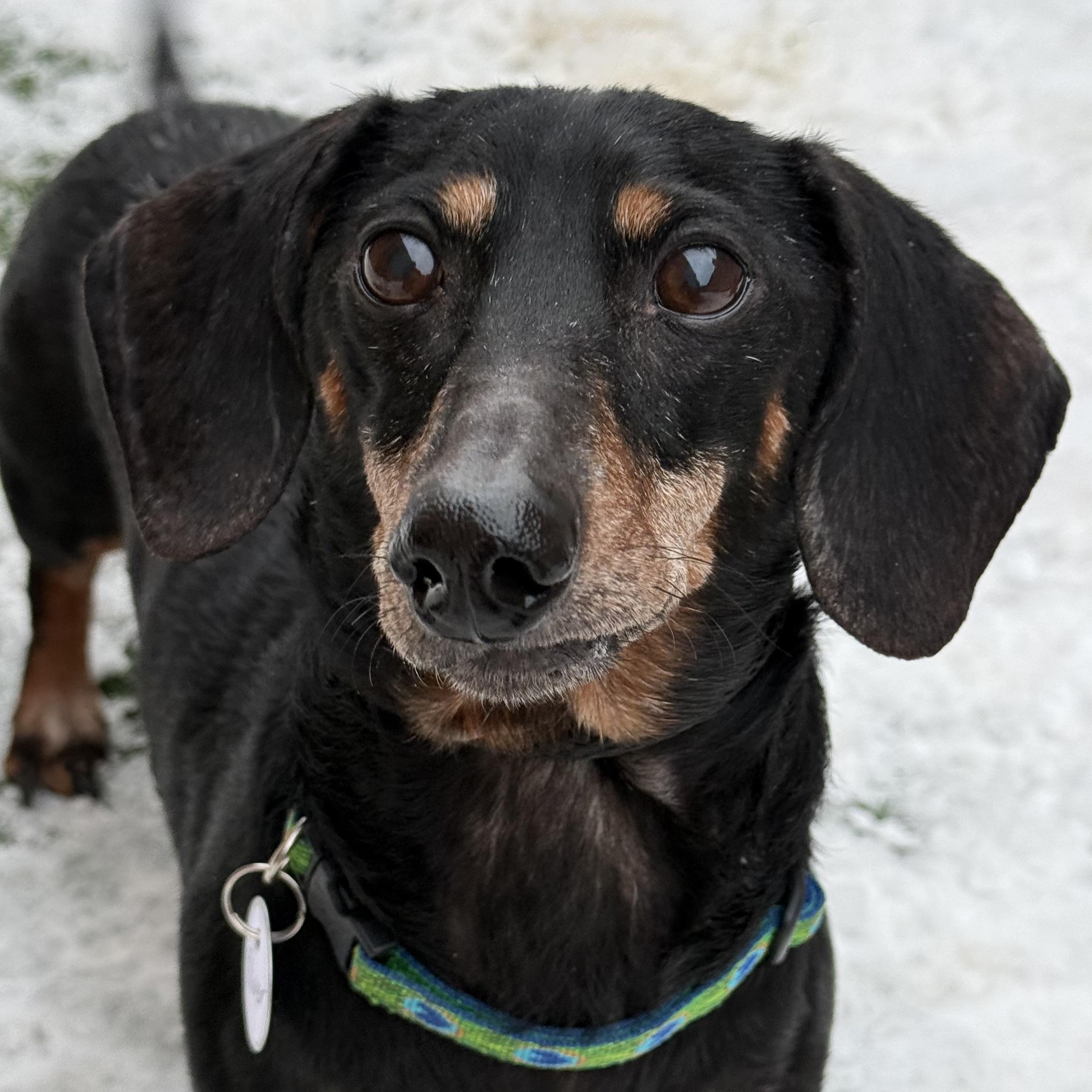 Olyver, an adopted mixed breed in Itasca, IL image 3/4