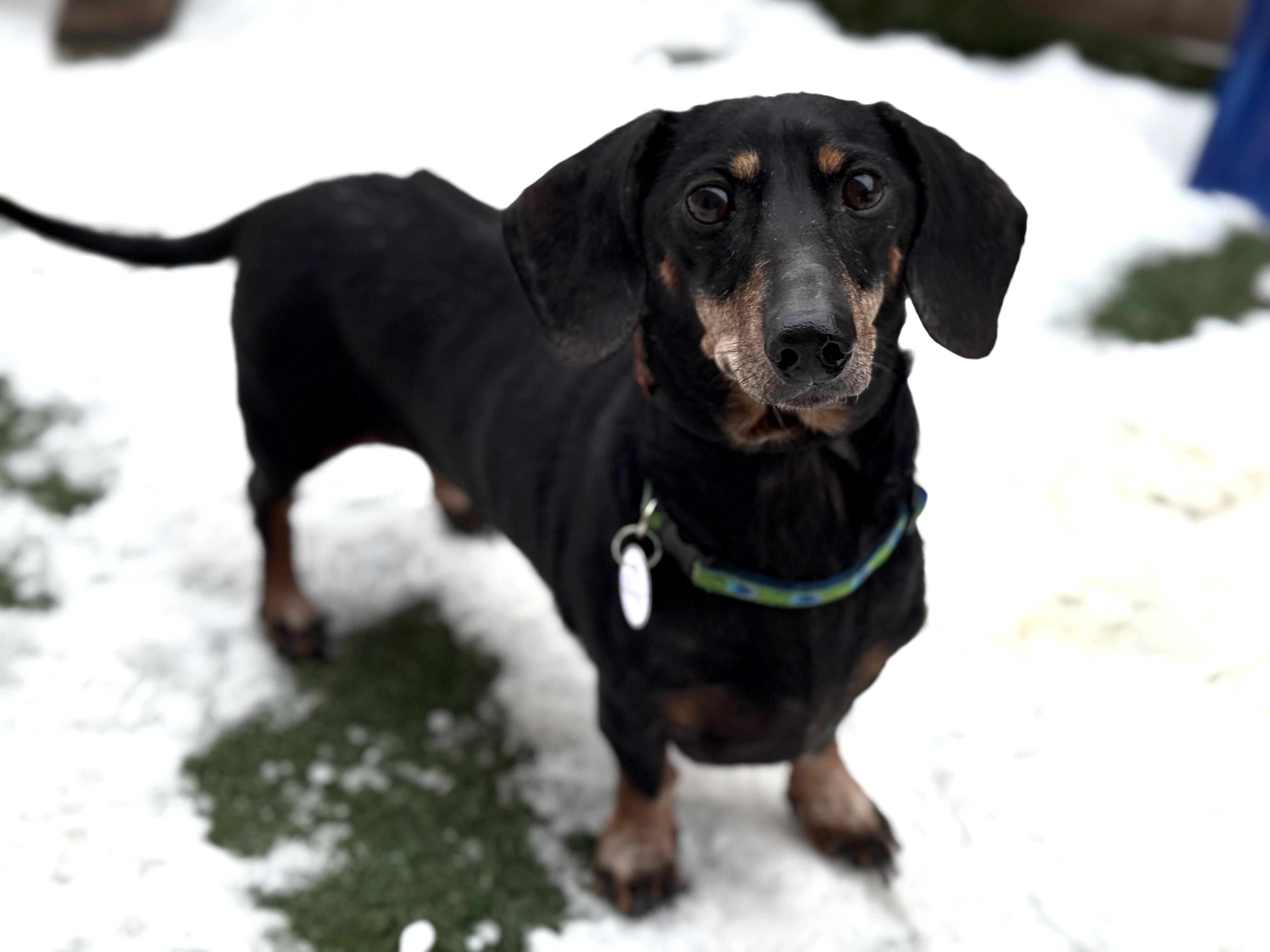 Olyver, an adopted mixed breed in Itasca, IL image 2/4