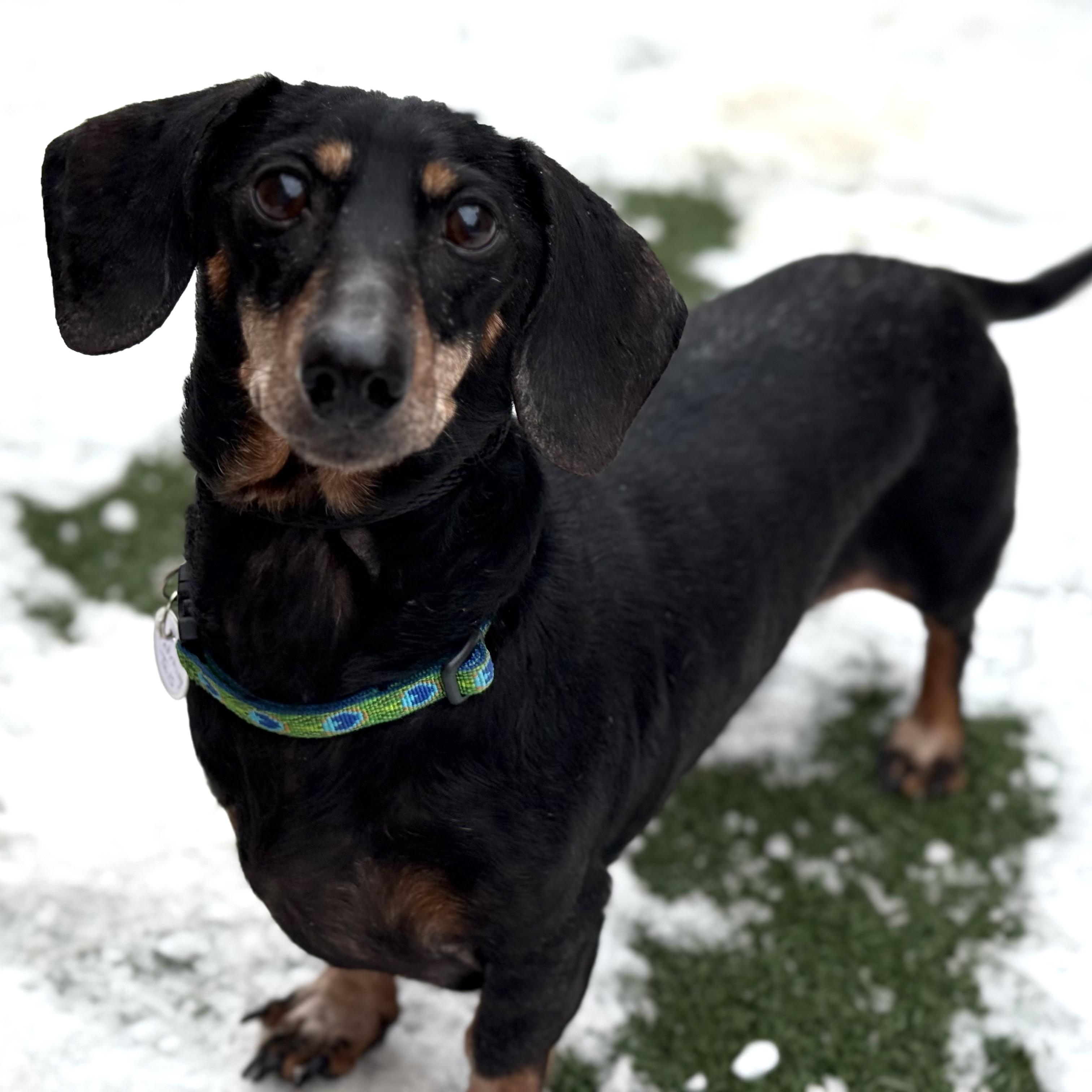 Olyver, an adopted mixed breed in Itasca, IL image 1/4