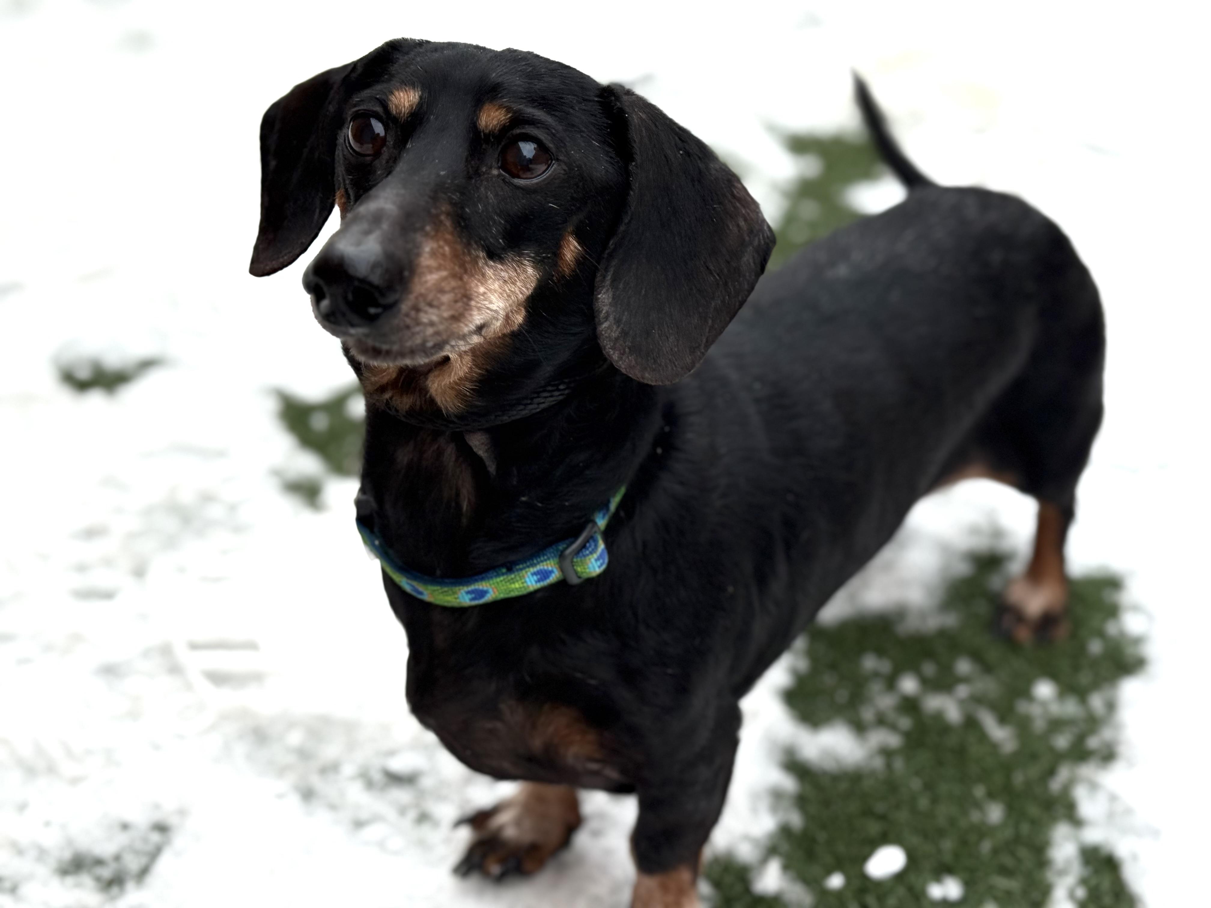 Olyver, an adopted mixed breed in Itasca, IL image 4/4