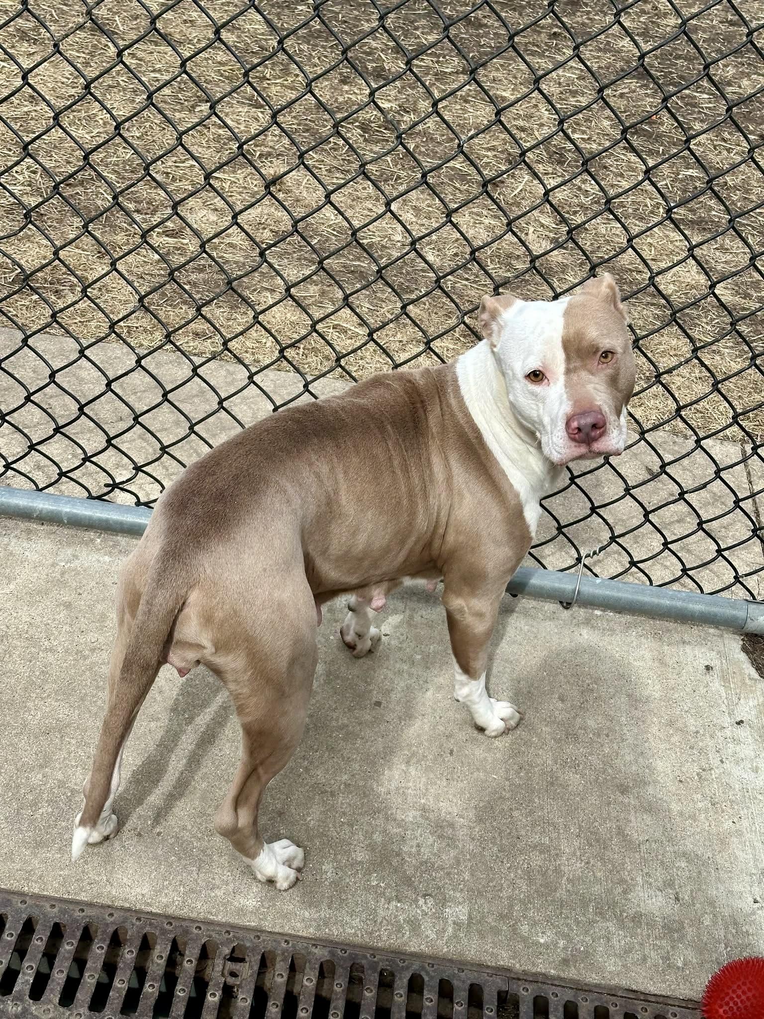 Enlarge Cantaloupe, a ADOPTABLE Pit Bull Terrier in Chicago, IL image 4/5