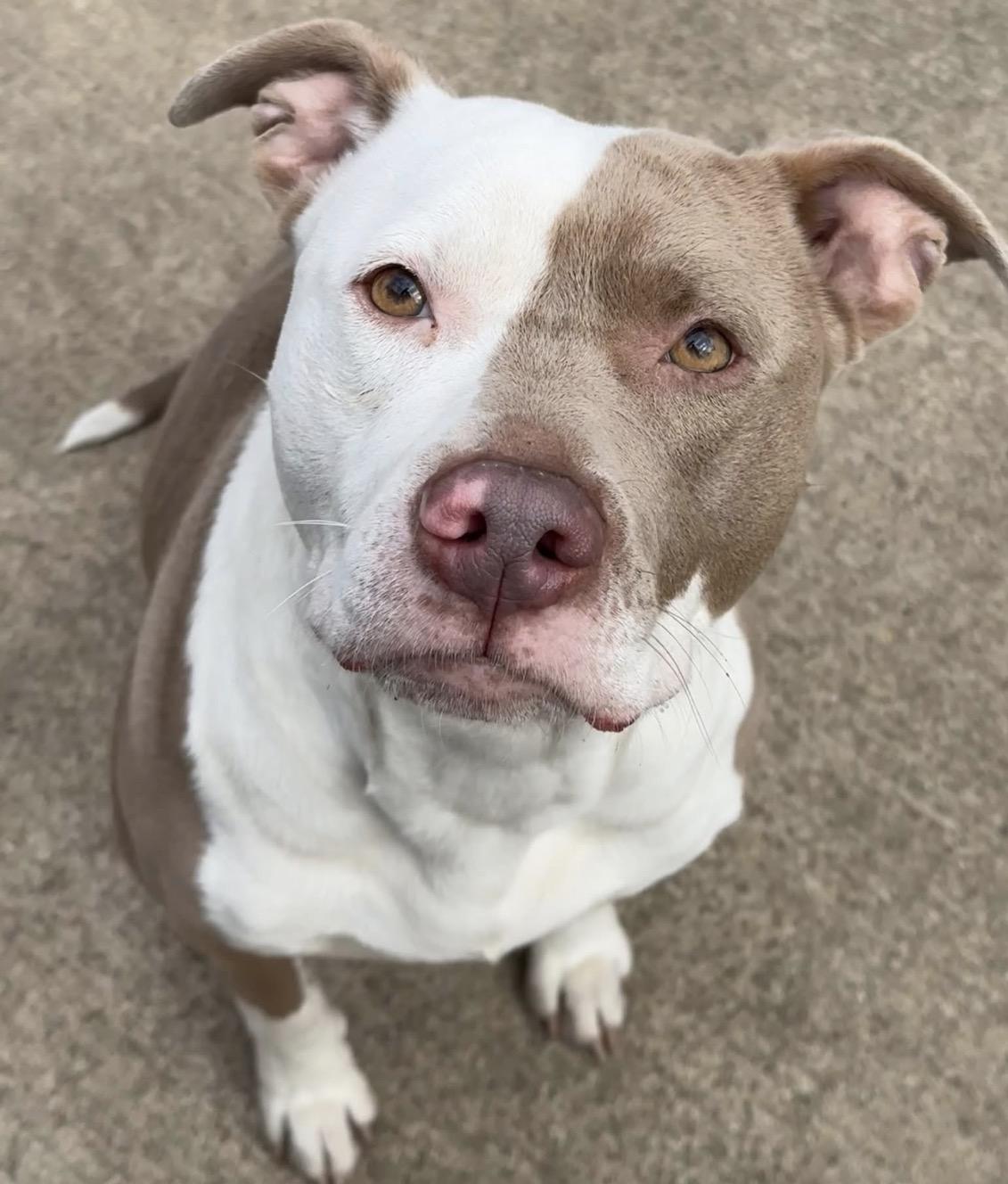 Enlarge Cantaloupe, a ADOPTABLE Pit Bull Terrier in Chicago, IL image 1/5