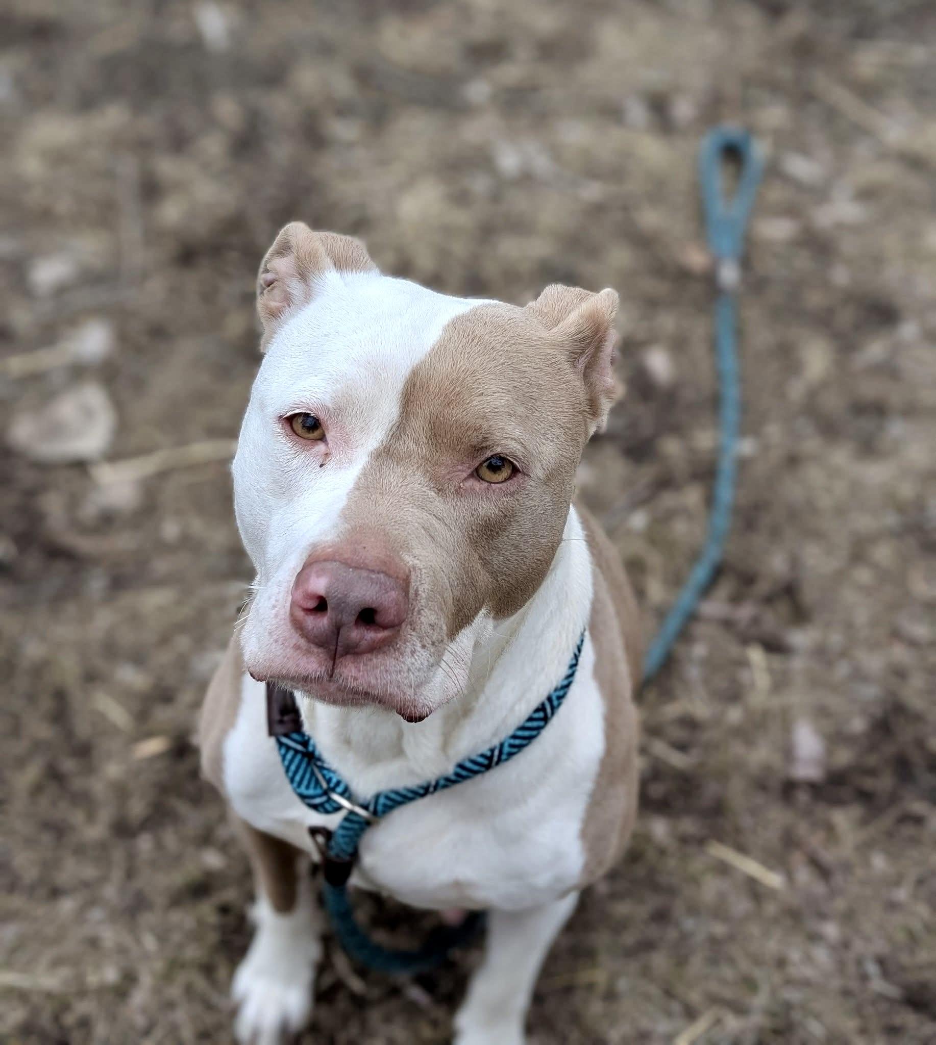 Enlarge Cantaloupe, a ADOPTABLE Pit Bull Terrier in Chicago, IL image 2/5