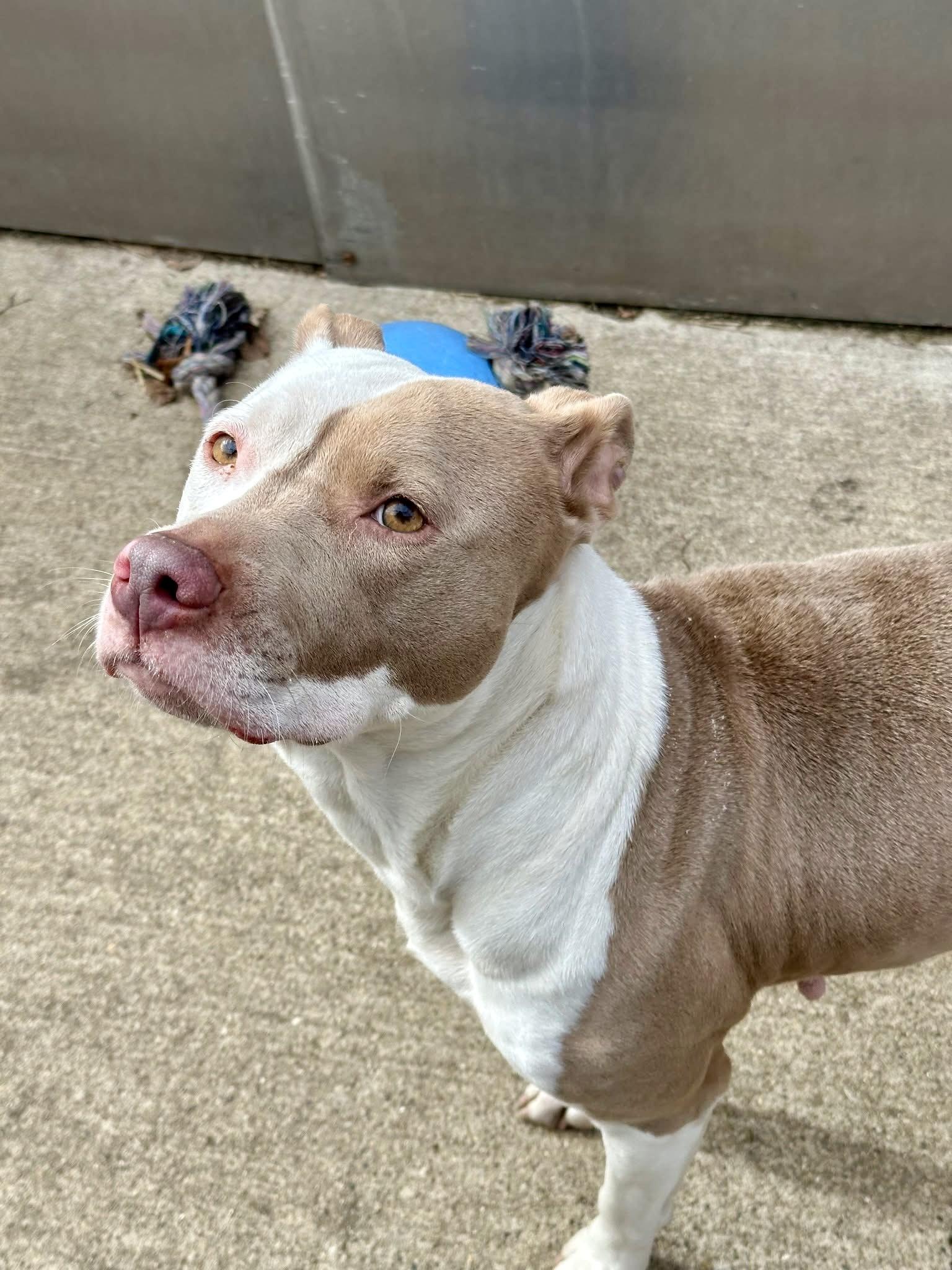 Enlarge Cantaloupe, a ADOPTABLE Pit Bull Terrier in Chicago, IL image 3/5