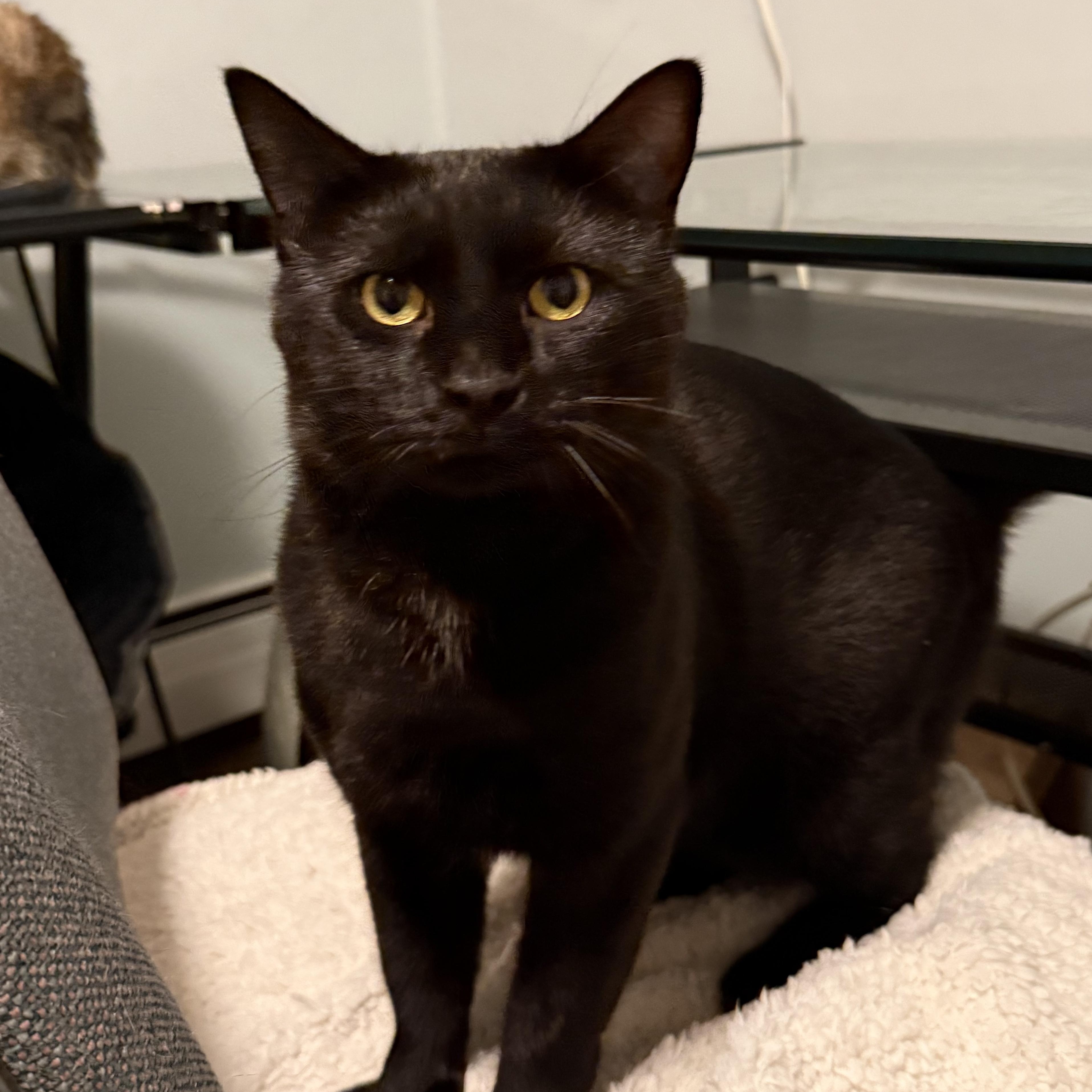 Knight, Adoptable, Young Male Domestic Short Hair.