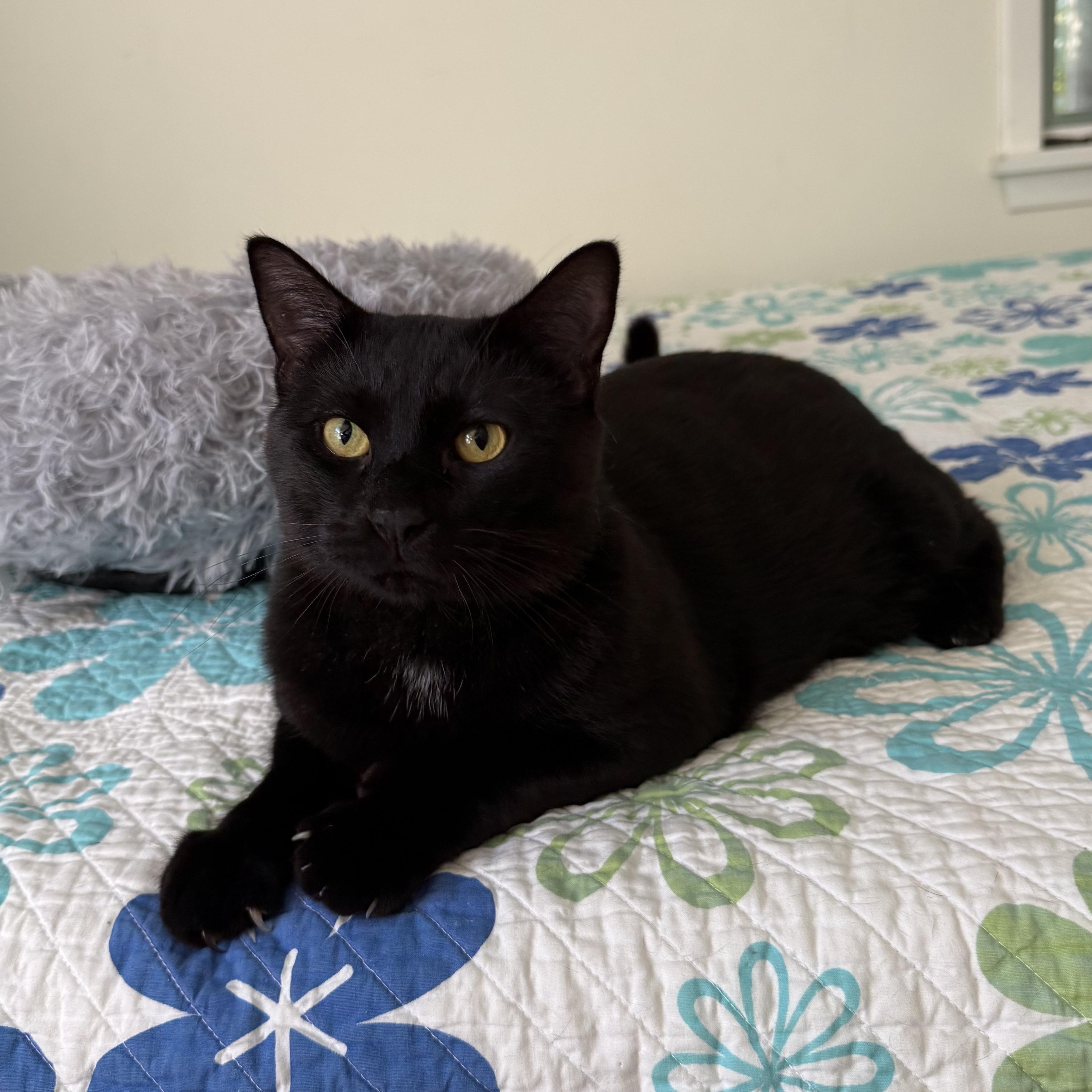 Enlarge Knight, a Adoptable Domestic Short Hair in Melrose, MA image 2/2