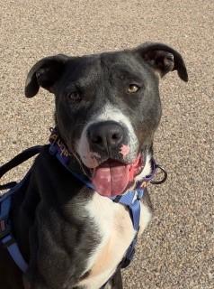Enlarge Abel, a Adoptable mixed breed in Bernalillo, NM image 4/6