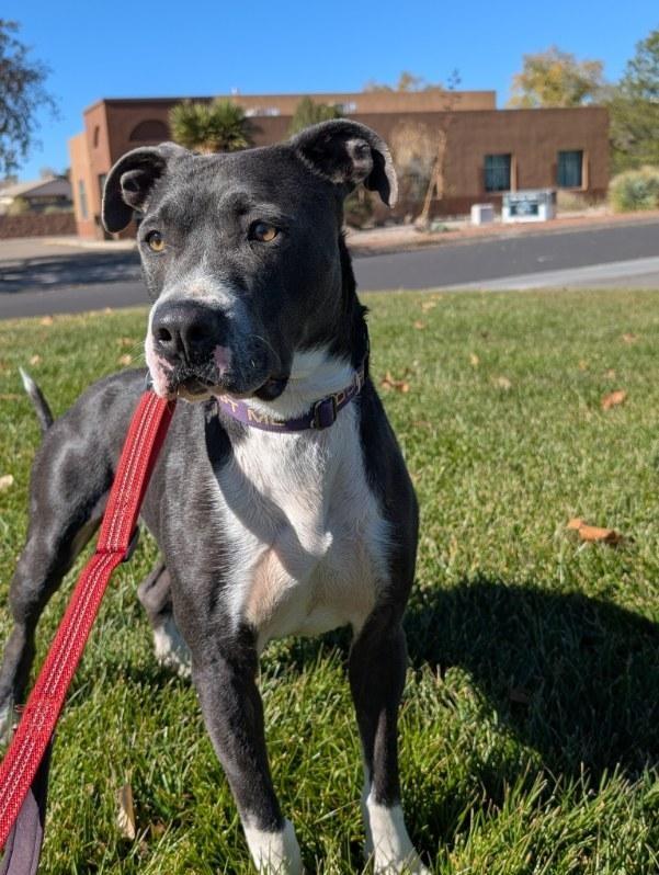 Abel, an adoptable American Staffordshire Terrier in Bernalillo, NM, 87004 | Photo Image 3