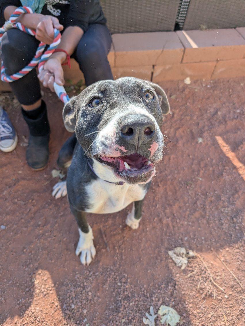 Abel, an adoptable American Staffordshire Terrier in Bernalillo, NM, 87004 | Photo Image 3
