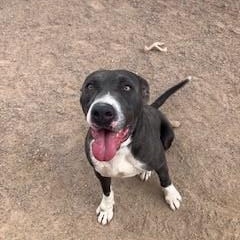 Abel, an adoptable American Staffordshire Terrier in Bernalillo, NM, 87004 | Photo Image 4