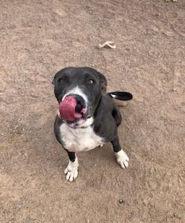 Abel, an adoptable American Staffordshire Terrier in Bernalillo, NM, 87004 | Photo Image 1
