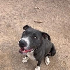 Abel, an adoptable American Staffordshire Terrier in Bernalillo, NM, 87004 | Photo Image 5