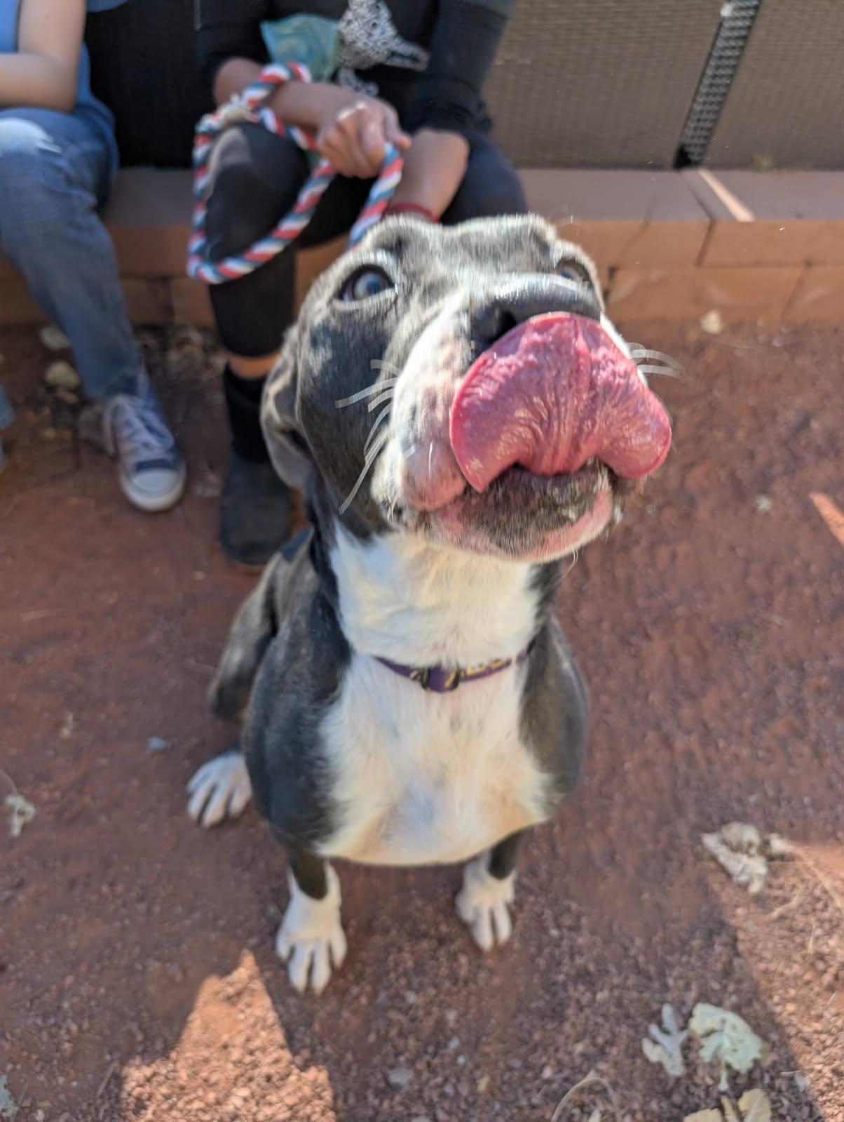 Abel, an adoptable American Staffordshire Terrier in Bernalillo, NM, 87004 | Photo Image 6