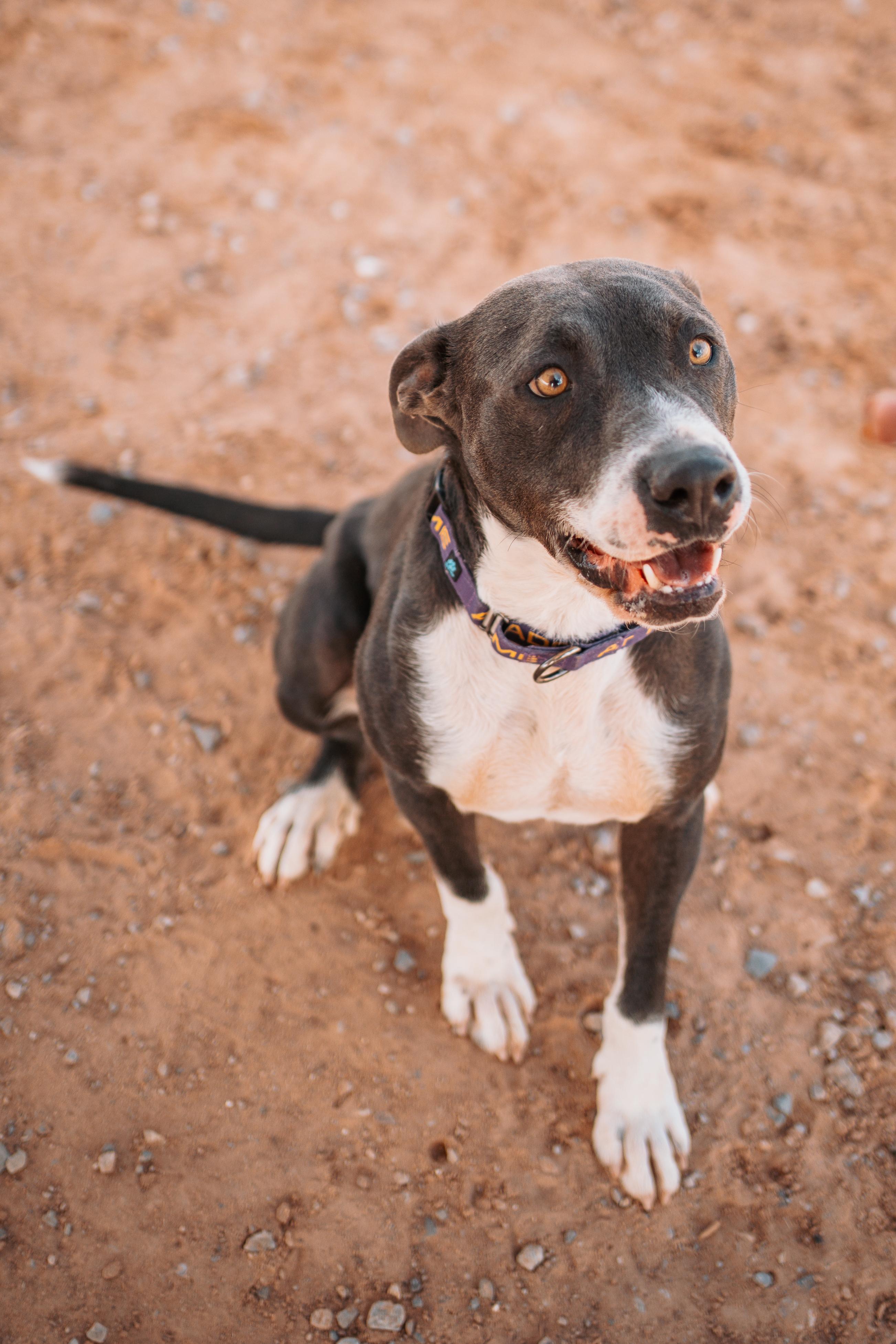 Enlarge Abel, a Adoptable mixed breed in Bernalillo, NM image 3/6
