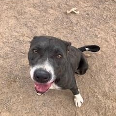 Abel, an adoptable American Staffordshire Terrier in Bernalillo, NM, 87004 | Photo Image 3