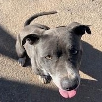 Abel, an adoptable American Staffordshire Terrier in Bernalillo, NM, 87004 | Photo Image 2