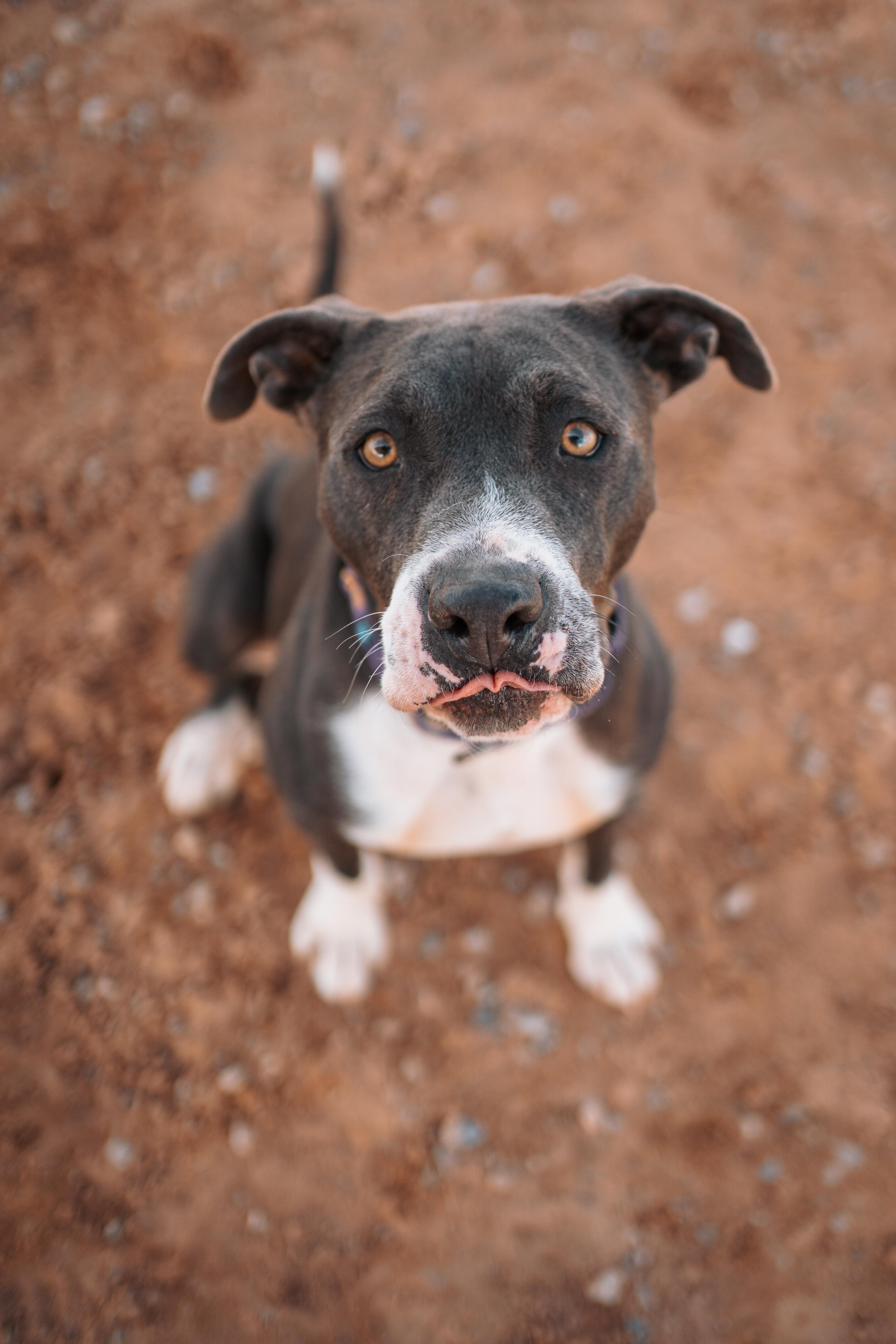 Abel, Adoptable, Adult Male American Staffordshire Terrier.