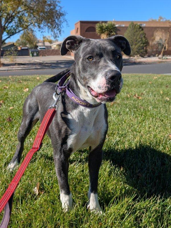 Enlarge Abel, a Adoptable mixed breed in Bernalillo, NM image 5/6