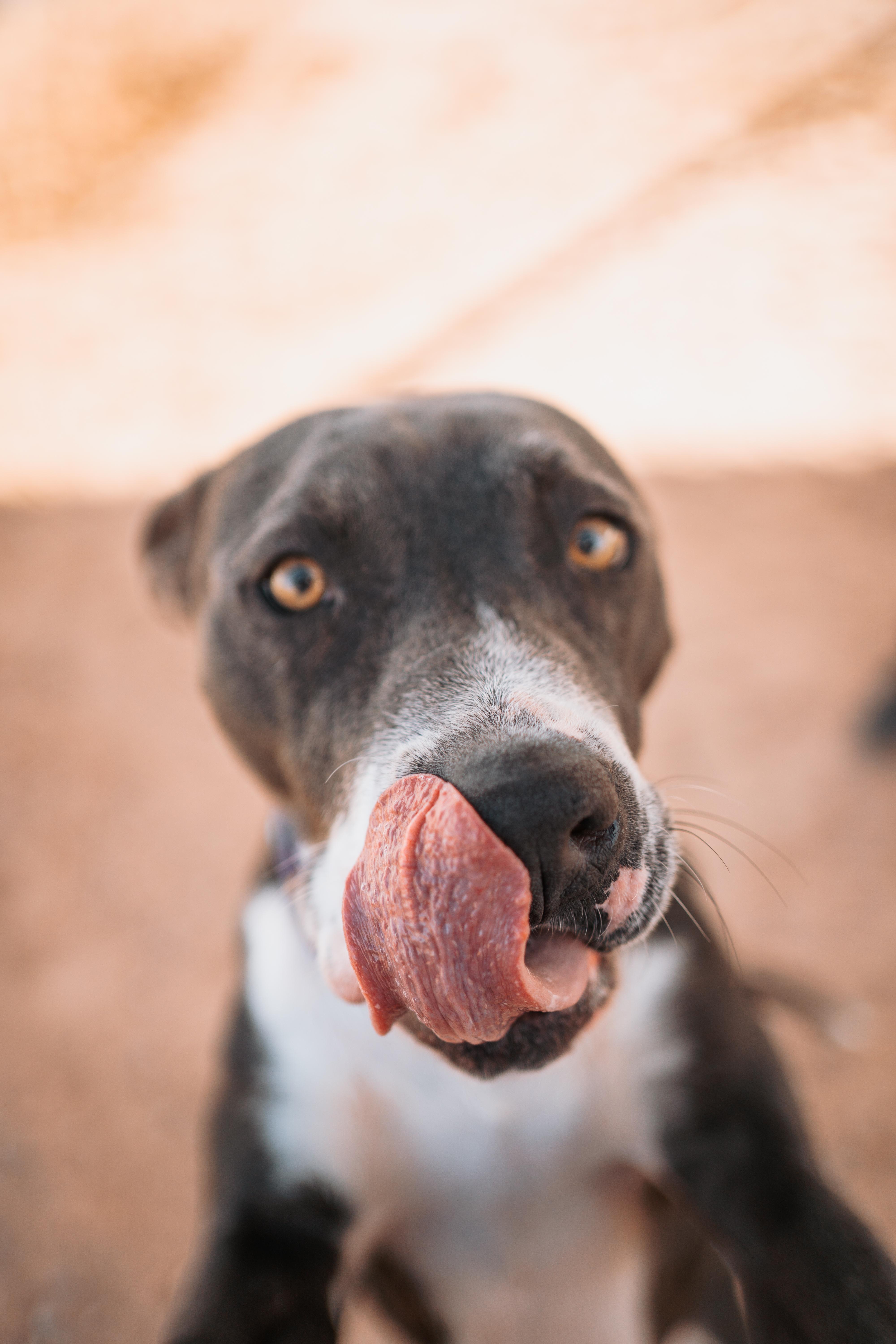 Enlarge Abel, a Adoptable mixed breed in Bernalillo, NM image 2/6