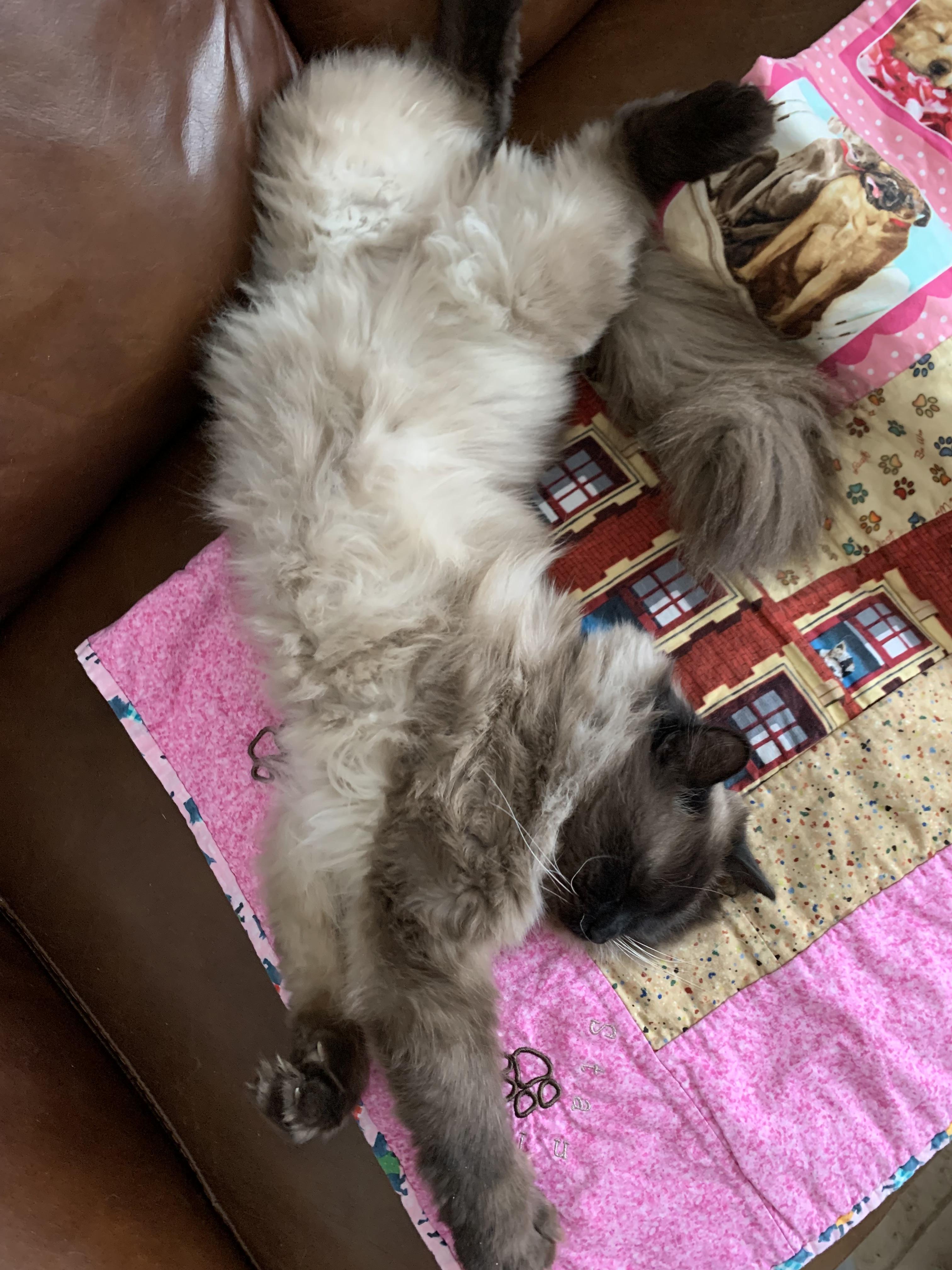 Enlarge Belle, an adopted Himalayan in Salem, NH image 2/4