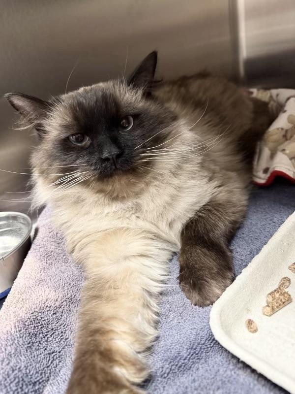 Belle, adopted, Adult Male Himalayan.