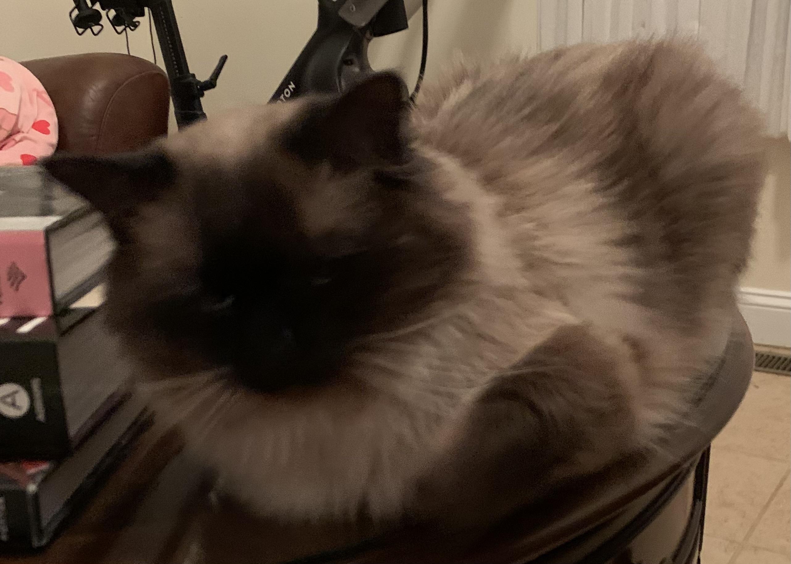 Enlarge Belle, an adopted Himalayan in Salem, NH image 4/4