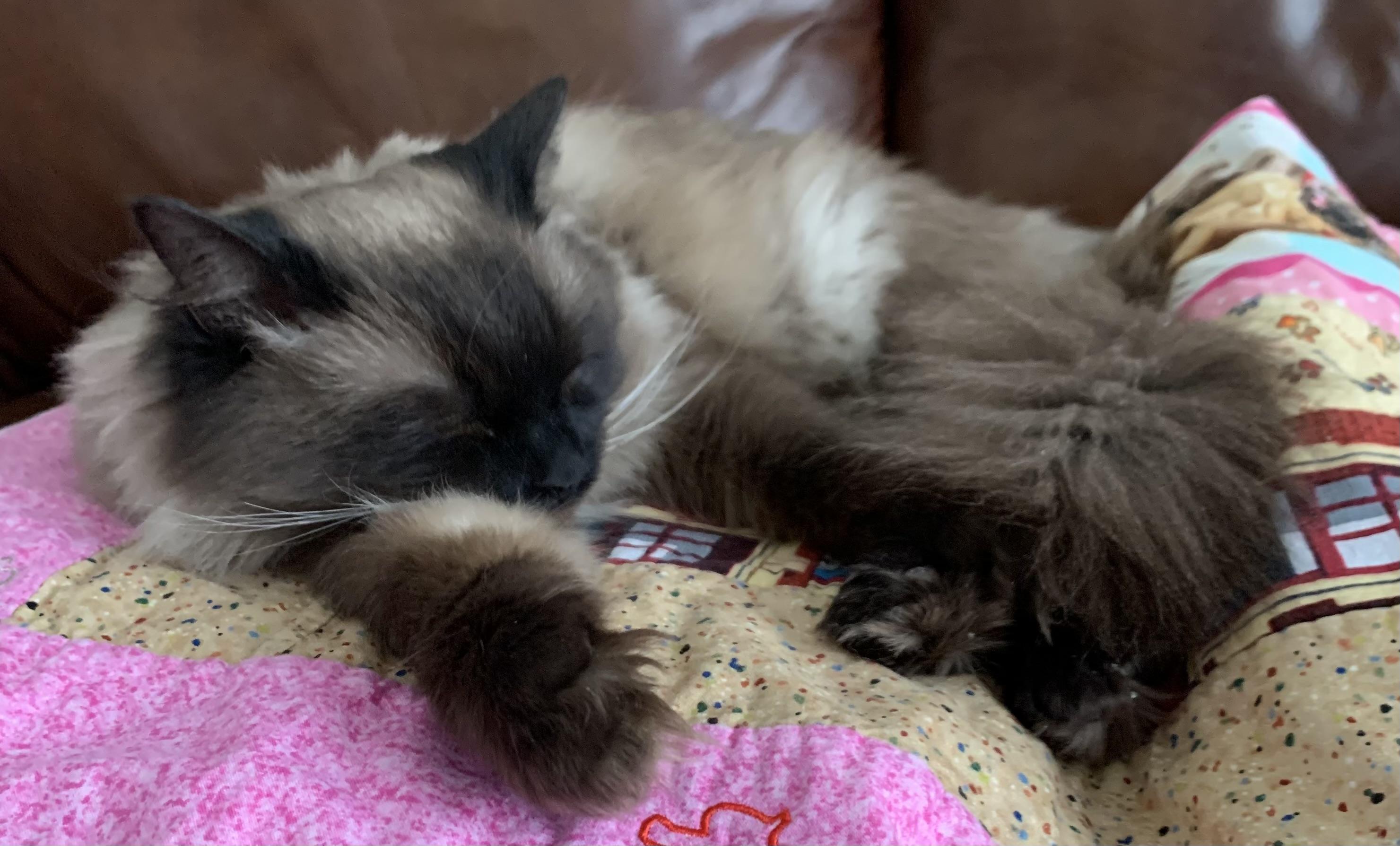 Enlarge Belle, an adopted Himalayan in Salem, NH image 3/4