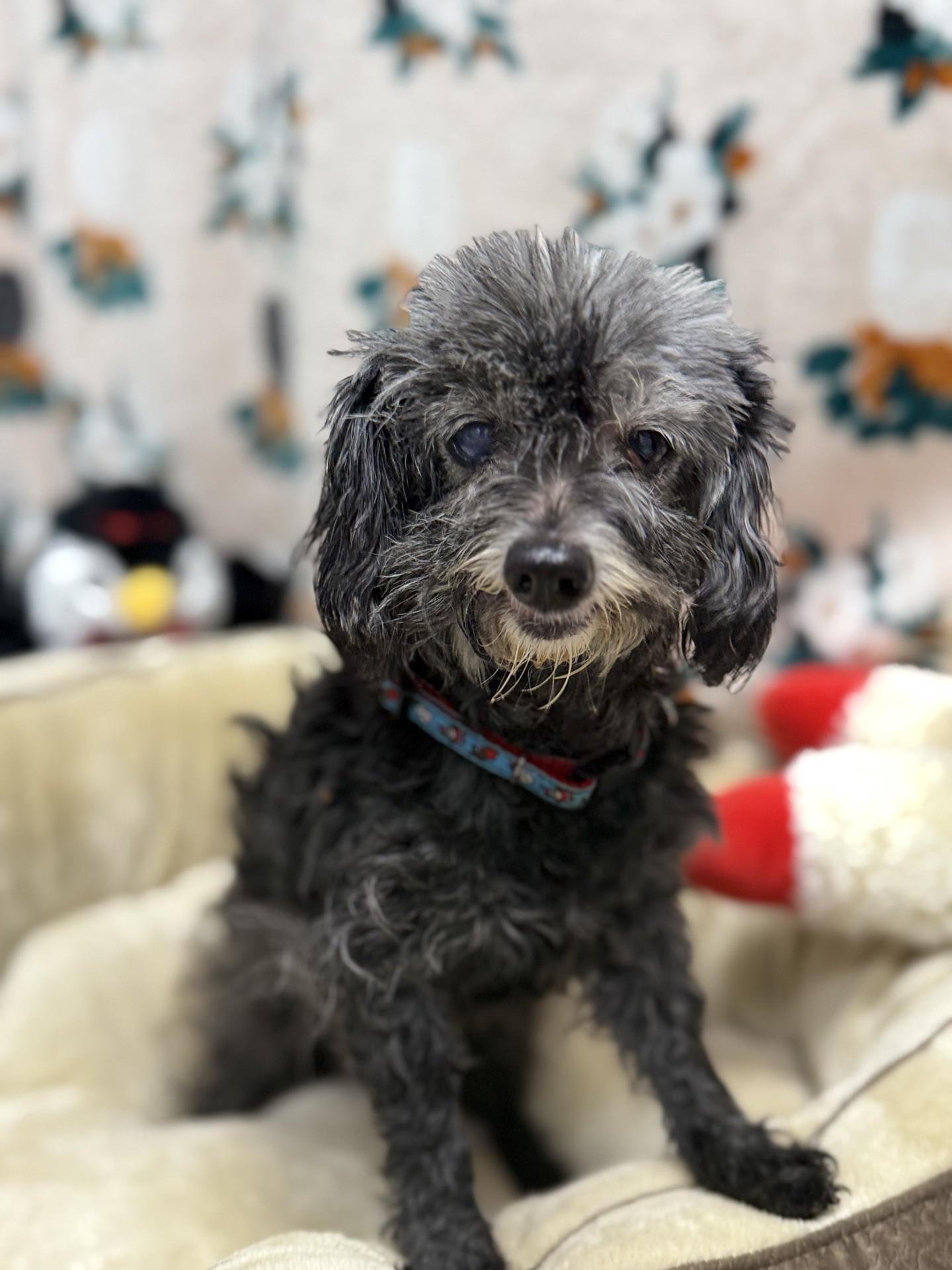 Enlarge Tina, an adopted mixed breed in Dawsonville, GA image 1/2