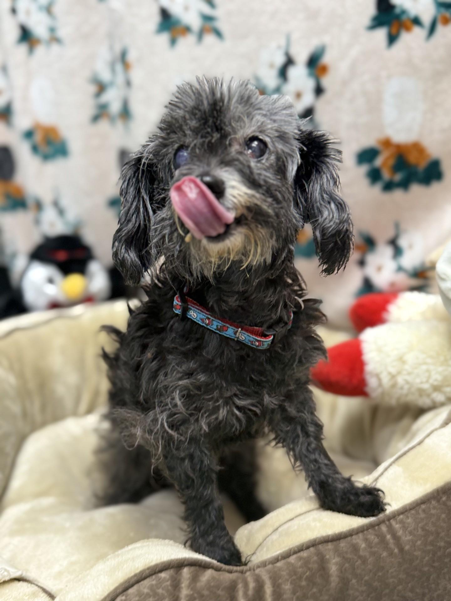 Enlarge Tina, an adopted mixed breed in Dawsonville, GA image 2/2