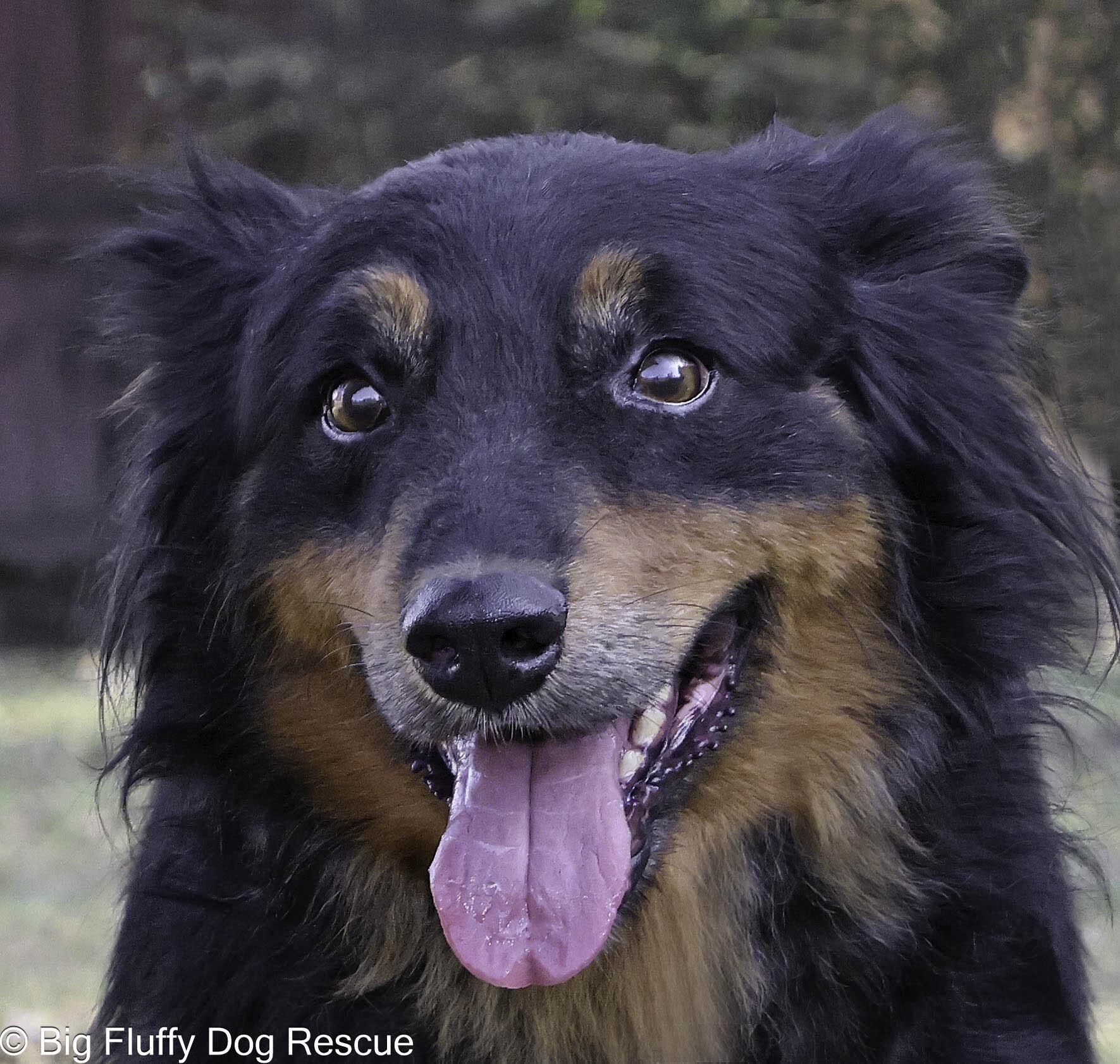 Kirk, adopted, Young Male Australian Shepherd & Mixed Breed.