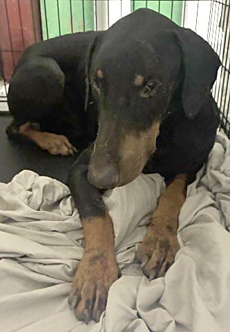 Lucky Clover - URGENT - 24. HOUR NOTICE, Adopted, Young Male Doberman Pinscher.