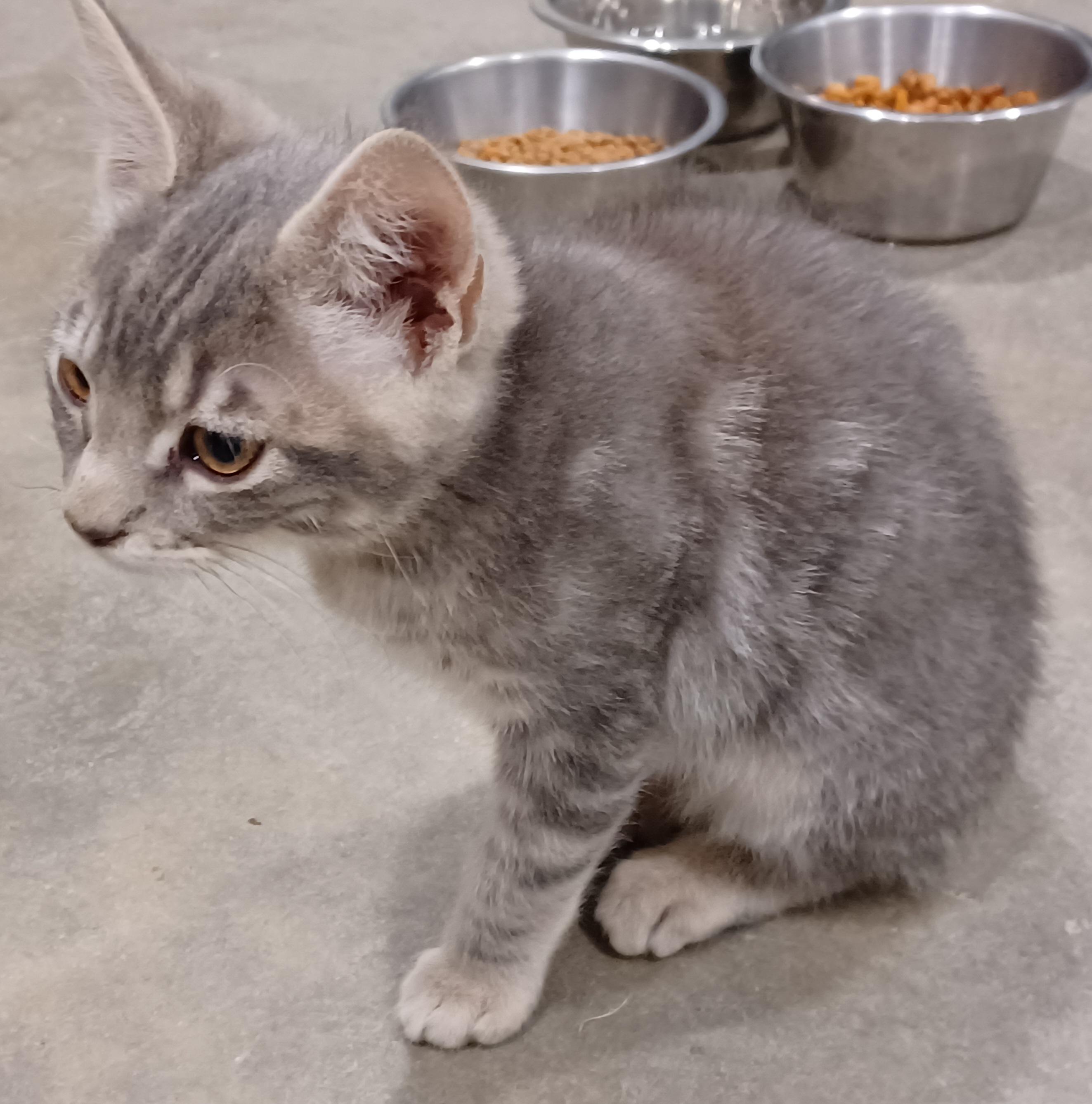 Enlarge Houdini, a Adoptable mixed breed in Bonners Ferry, ID image 1/4