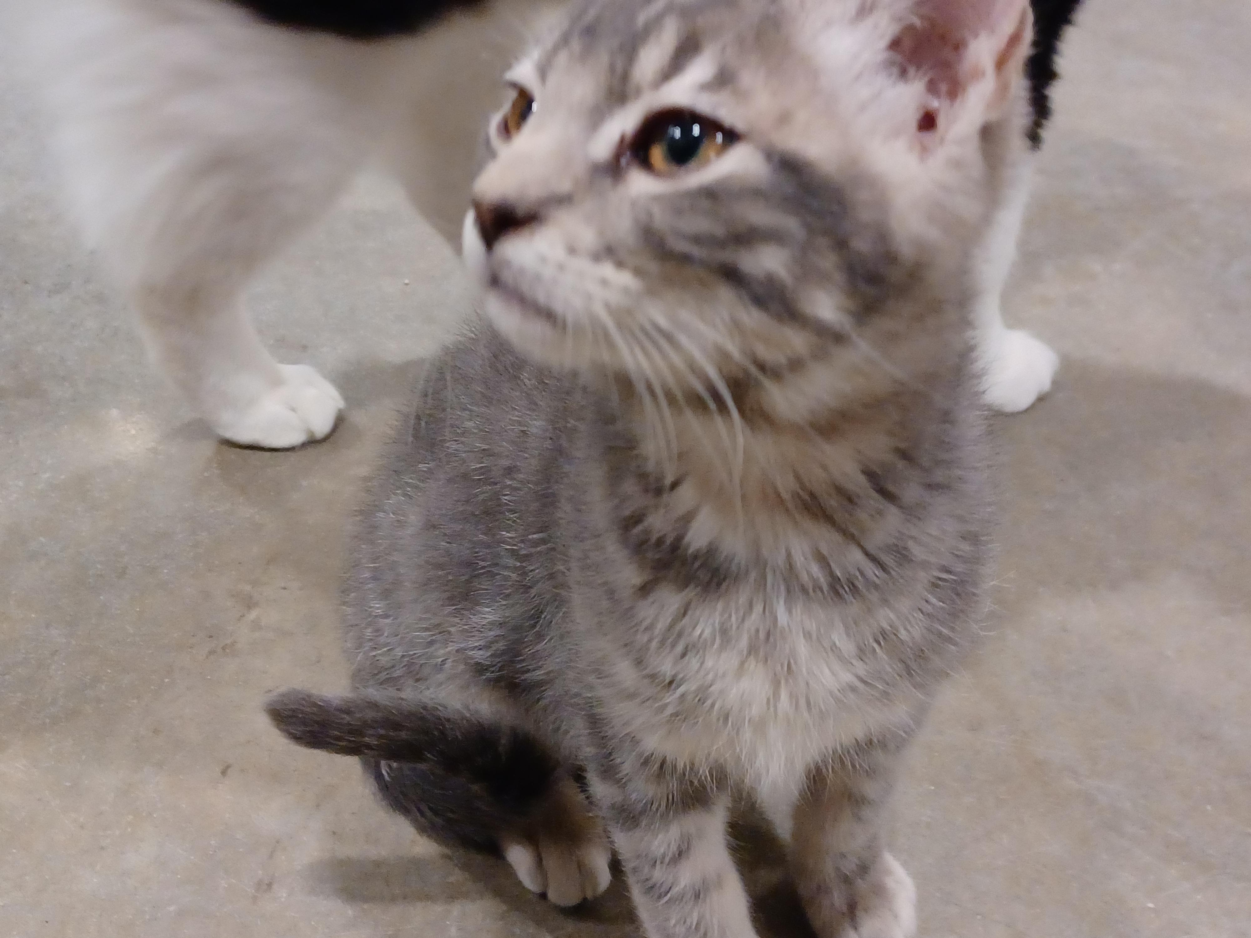 Enlarge Houdini, a Adoptable mixed breed in Bonners Ferry, ID image 2/4