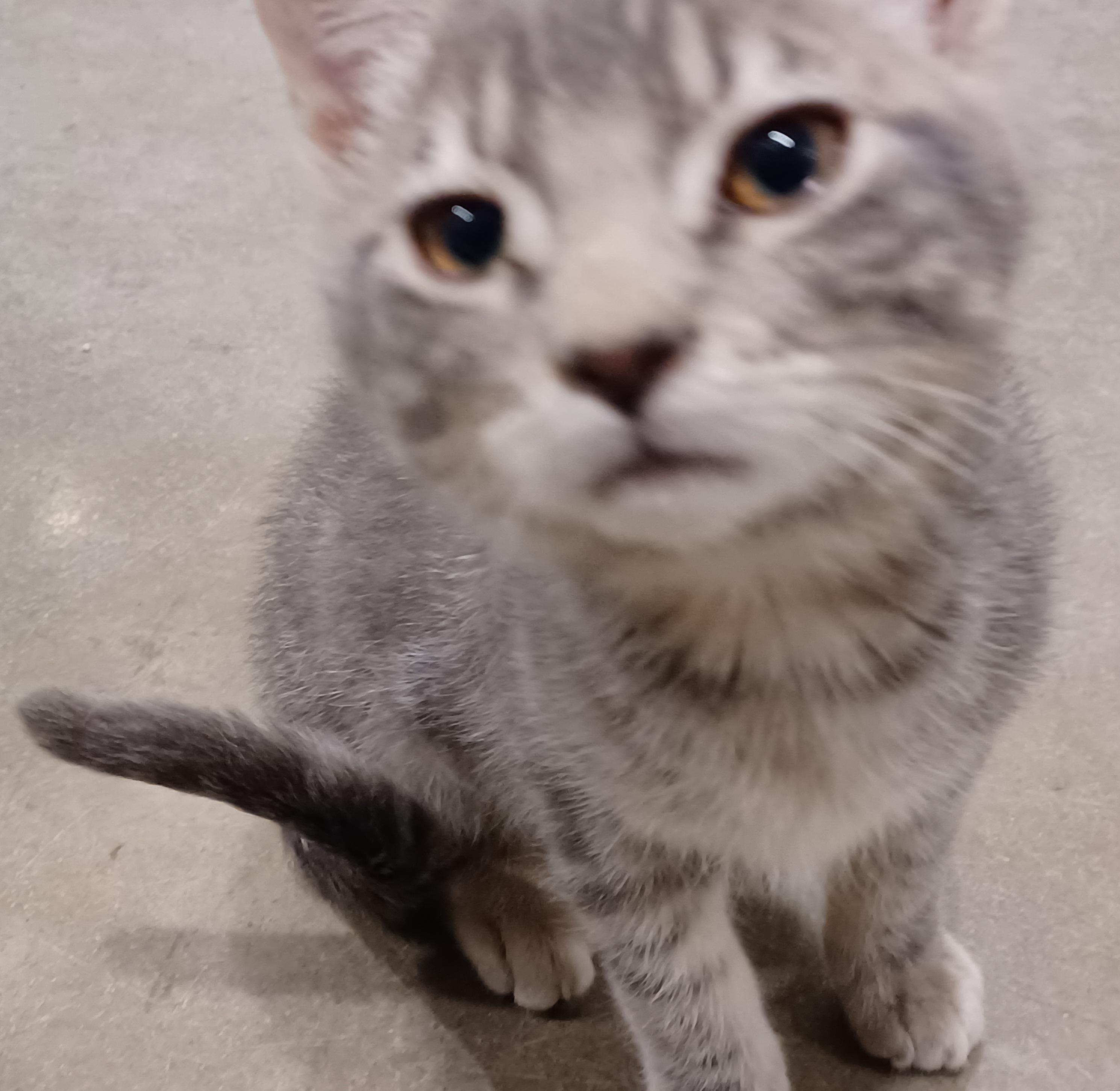 Enlarge Houdini, a Adoptable mixed breed in Bonners Ferry, ID image 3/4