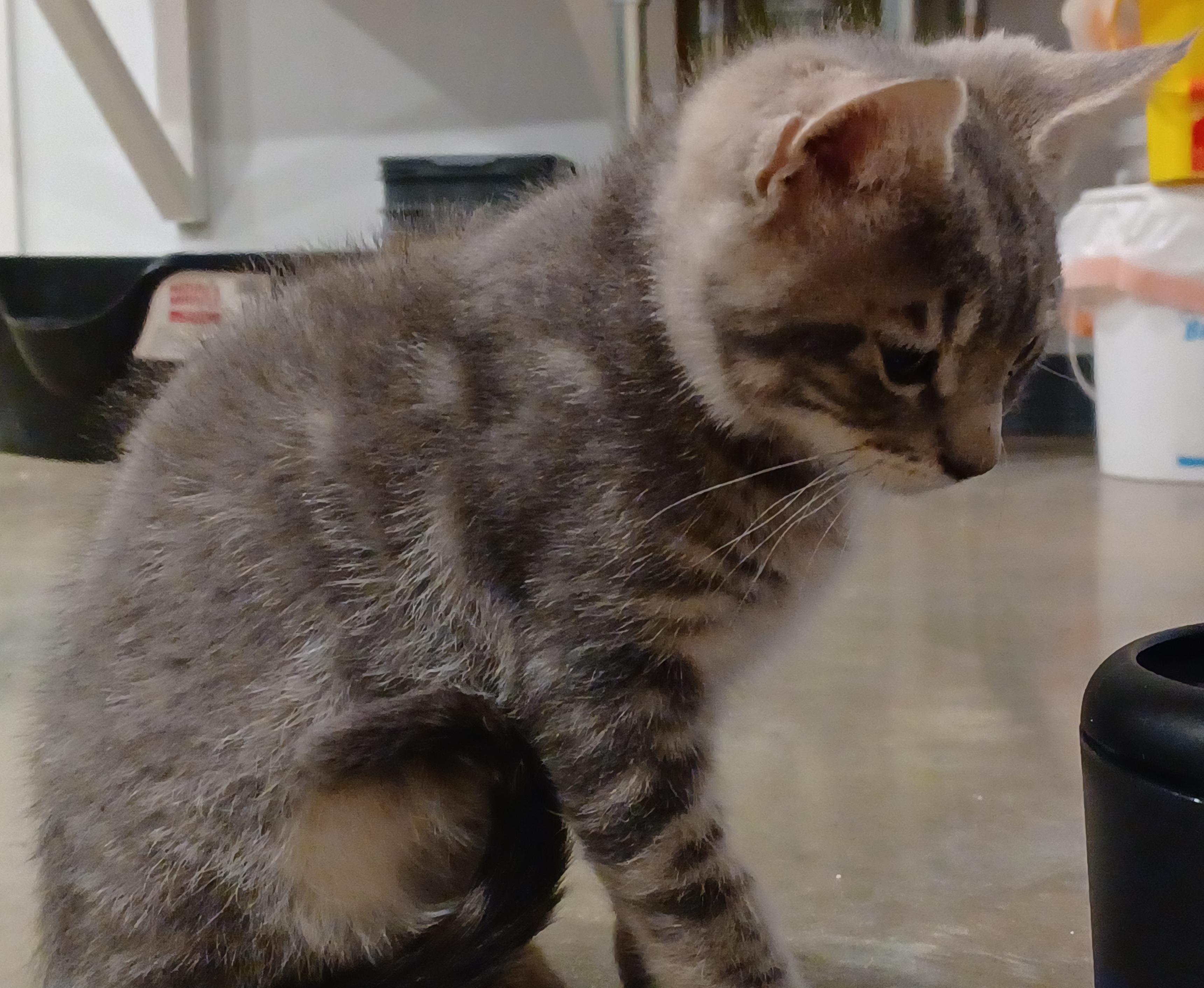 Enlarge Houdini, a Adoptable mixed breed in Bonners Ferry, ID image 4/4