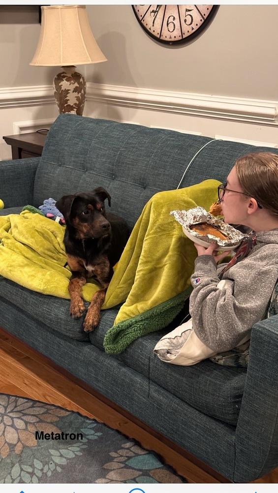 Sammy, Adoptable, Young Male Shepherd.