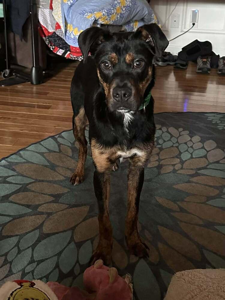 Metatron, Adoptable, Young Male Shepherd.